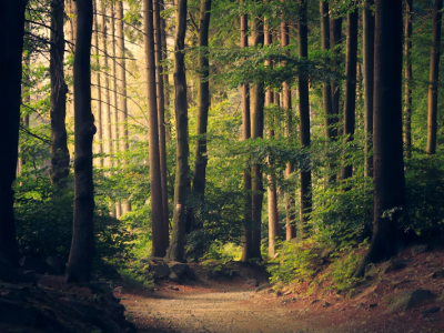 BS Environmental Sciences